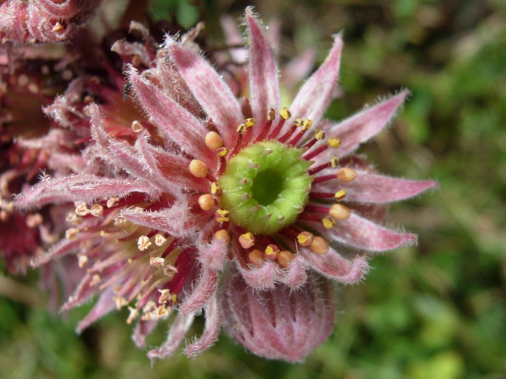 Dubbi su un vecchio Sempervivum